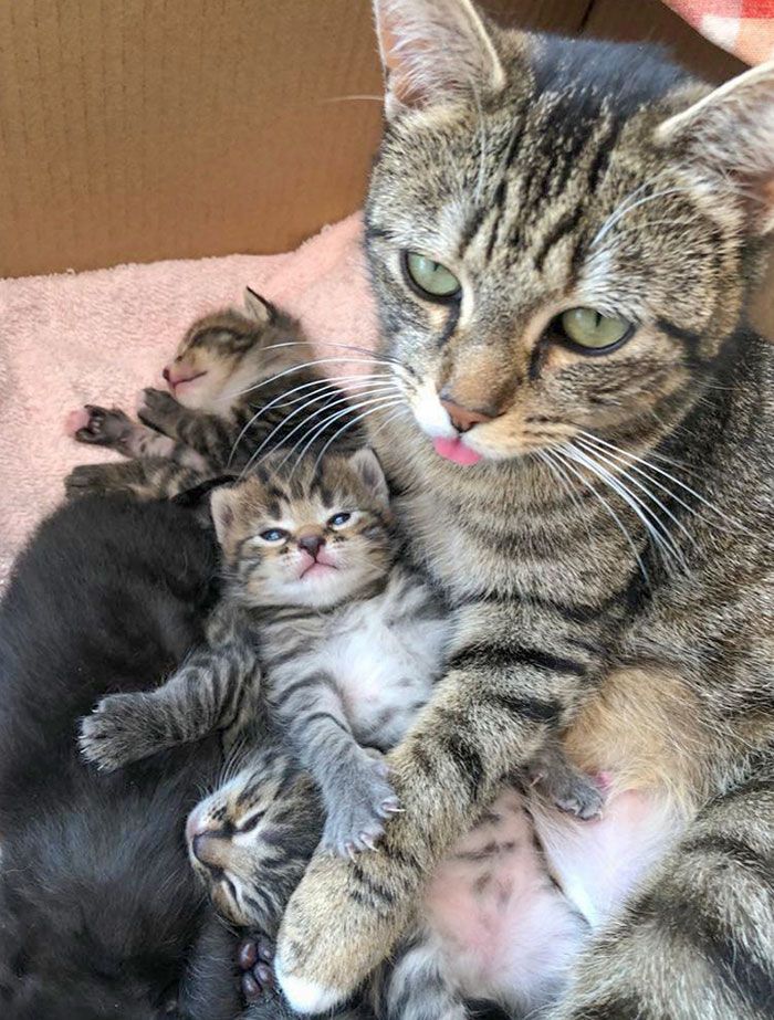 three kittens are huddled together in a cardboard box, one is laying down and the other is lying down