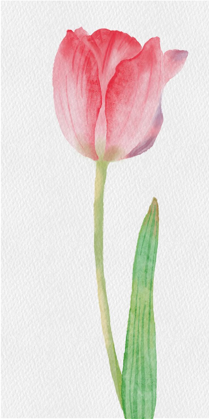 Watercolor Paintings Of Tulips, Pink Tulips Drawing Aesthetic, Watercolor Tulip Bouquet, Watercolor Tulips Watercolour, Tulip Easy Painting, Watercolor Art Tulips, Water Colour Tulip, Tulips In Watercolor, Tulip Watercolor Painting Easy