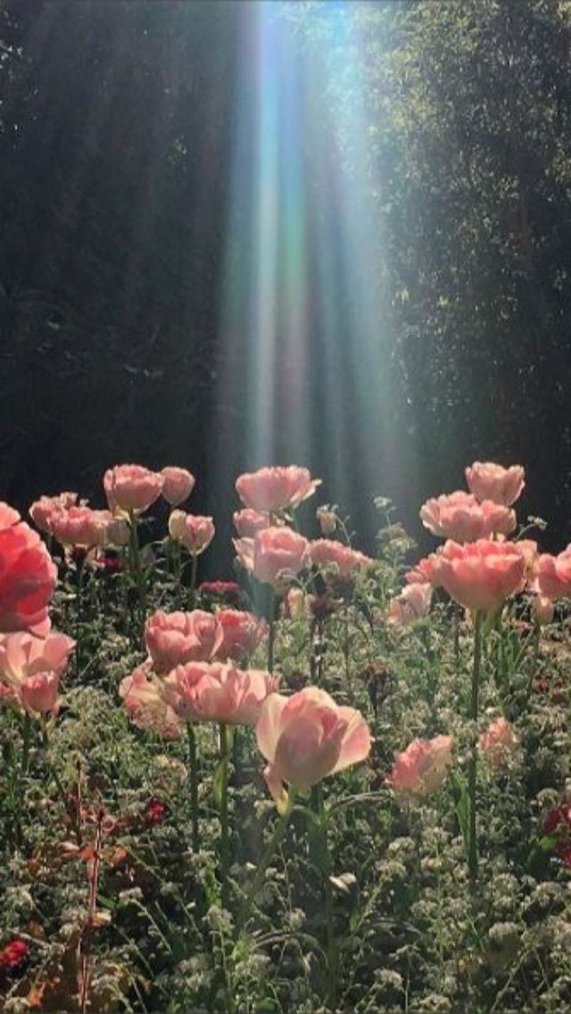 the sun shines through the leaves and flowers in this garden filled with pink roses