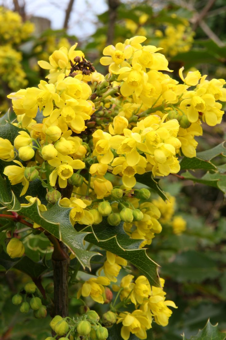 the yellow flowers are blooming on the tree