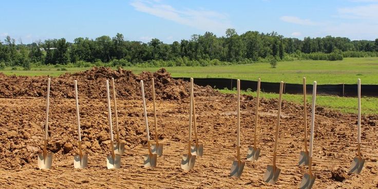 rows of trees planted in the dirt with shovels on each side and green grass behind them