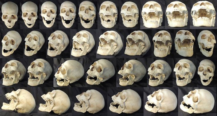 a bunch of skulls that are on display