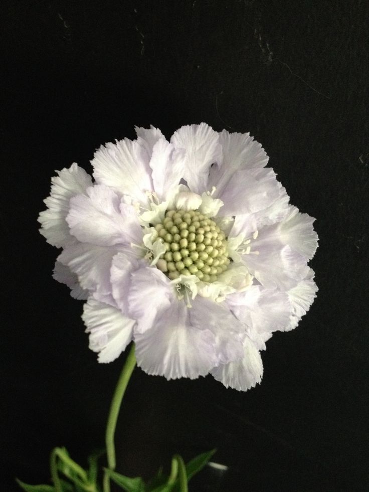 a white flower with green center on black background