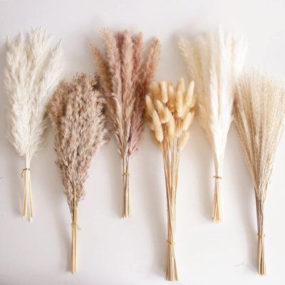 five dried flowers are lined up against a white wall