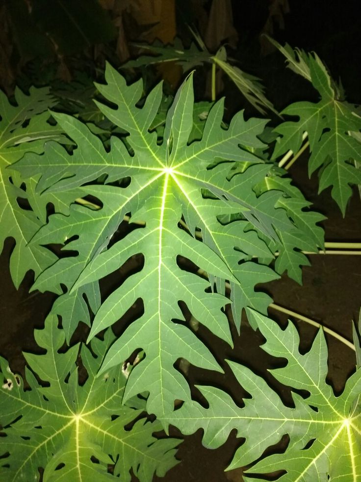 some green leaves that are glowing in the dark night time, with light shining on them