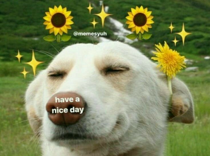 a dog with sunflowers on its nose and the caption have a nice day