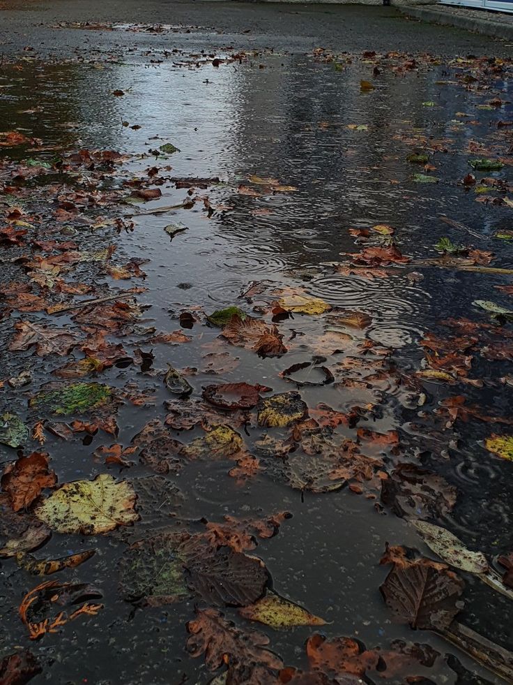 Leaves, rain, rain drops, puddle, aesthetic, autumn Moody Weather Aesthetic, Fall Homescreen, Moody Autumn, Autumn Rain, Fall Mood Board, Fall Mood, Dark Autumn, Season Of The Witch, Fall Feels