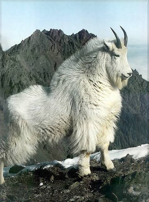 a mountain goat standing on top of a snow covered slope with mountains in the background