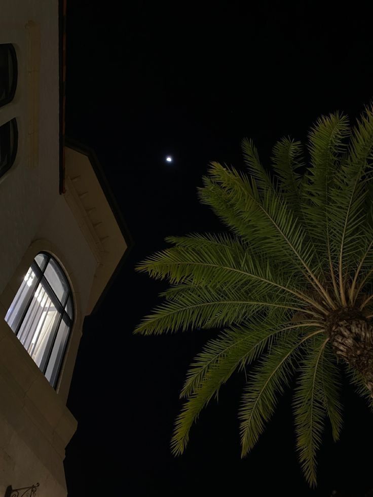 a palm tree in front of a building at night with the moon shining behind it