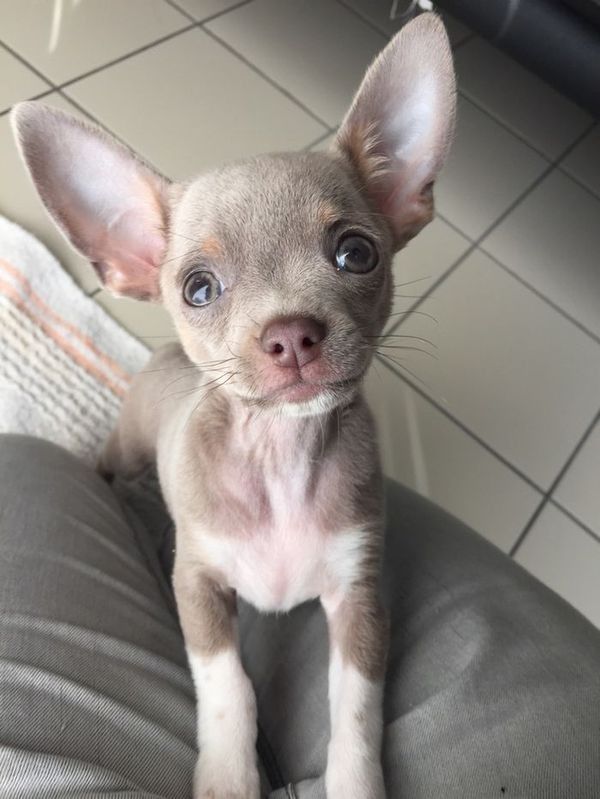 a small dog sitting on top of a cushion