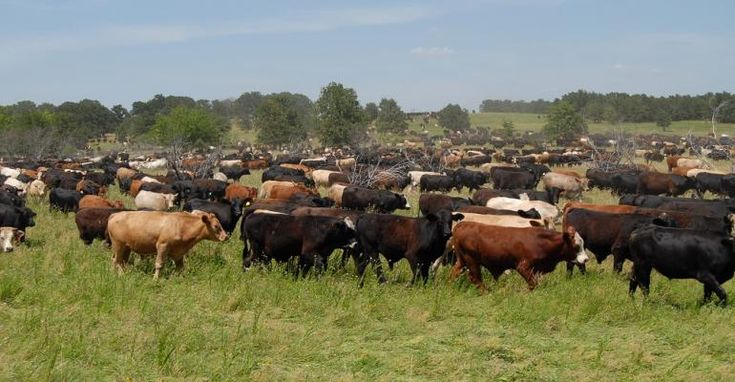 a large herd of cattle grazing in a field