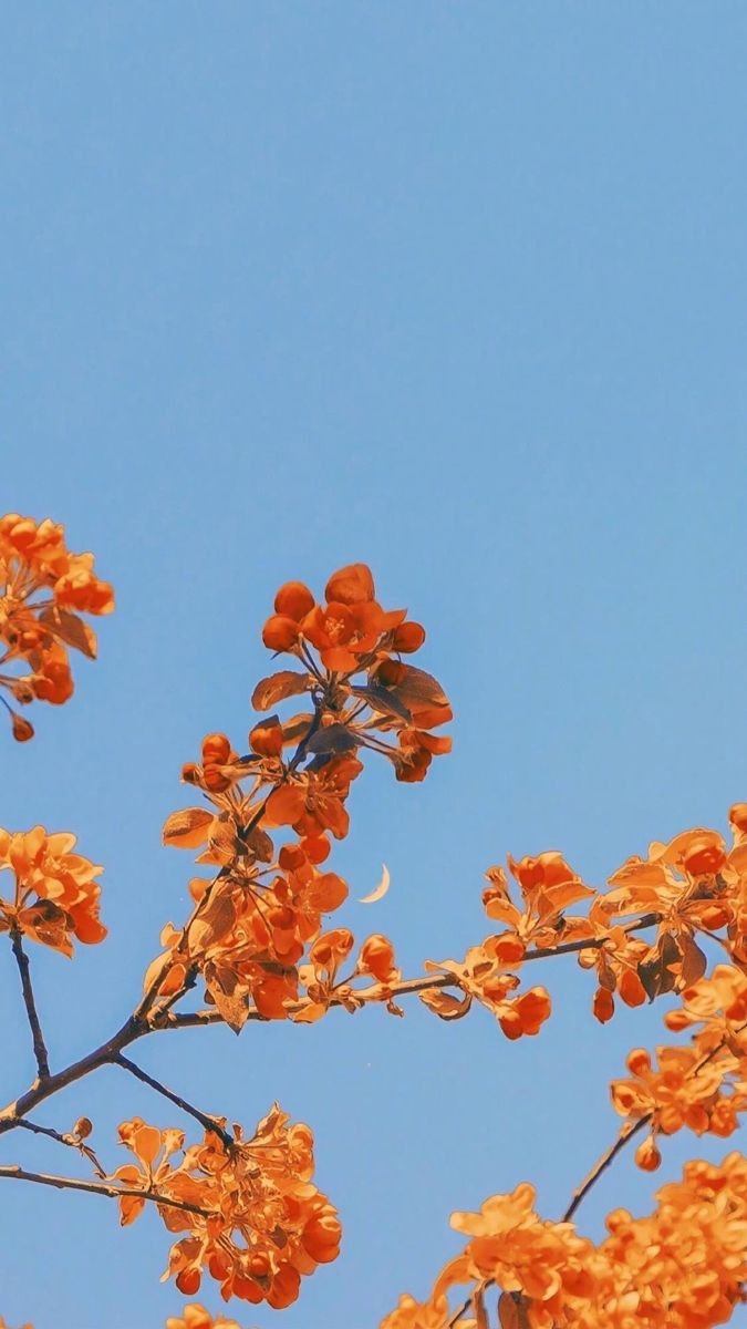 the bird is sitting on top of the tree branch with orange flowers in front of it