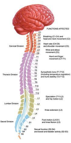 the human nervous system is shown in this diagram, it shows the location and functions of the