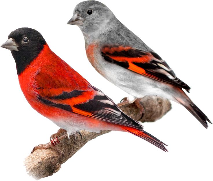 two red and gray birds sitting on top of a tree branch next to each other