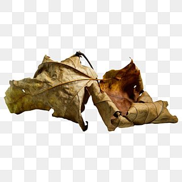 two dead leaves on a white background, one fallen and the other lying upside down