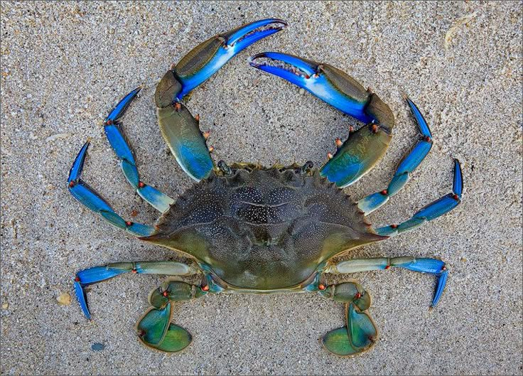 a blue crab sitting on top of a sandy beach