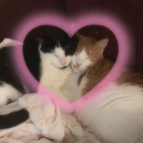 two cats laying next to each other in front of a heart