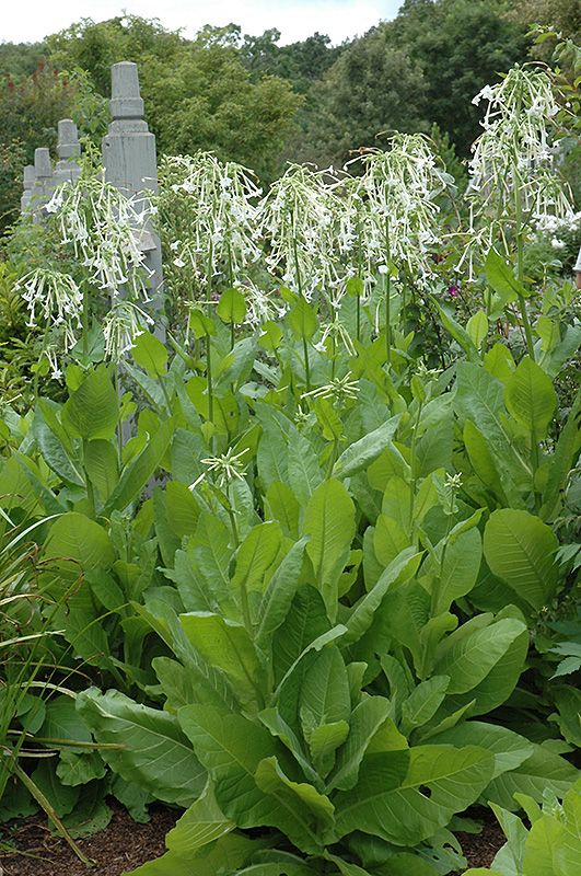 there are many green plants in the garden