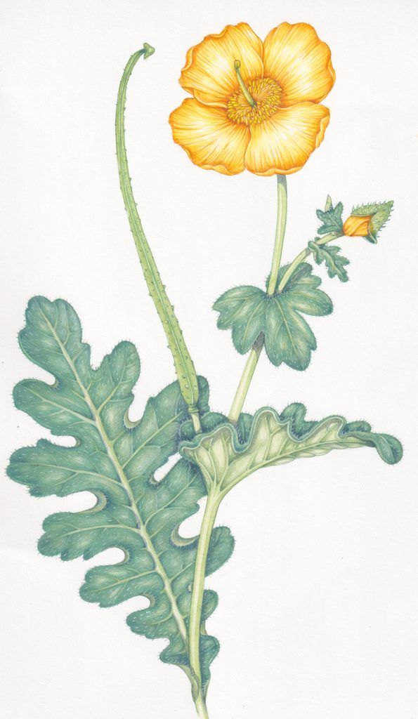 a drawing of a yellow flower with green leaves