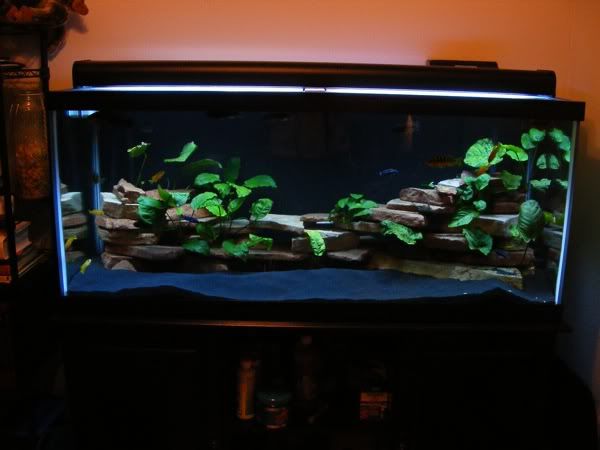 an aquarium filled with plants and rocks on top of a wooden table in front of a wall