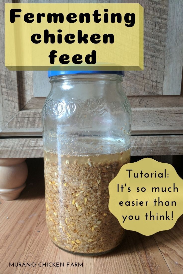 a mason jar filled with fermenting chicken feed on top of a wooden table