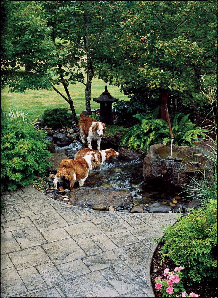 two brown and white dogs standing on top of a stone walkway next to a pond