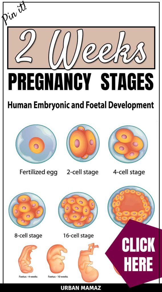 two week's pregancy stages poster with images of human embolic and footal development