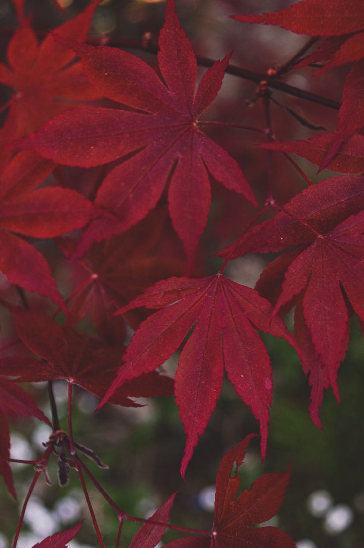 some red leaves are hanging from a tree