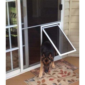 a dog is looking through an open screen door