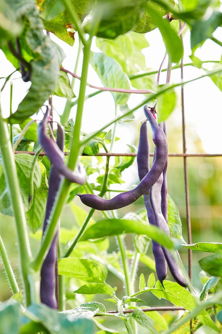 purple beans growing on the vine in a garden