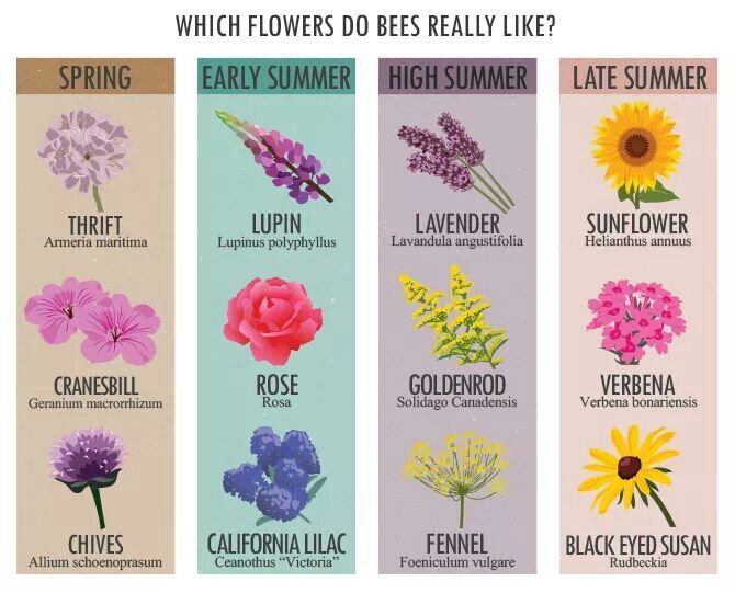 four different types of flowers are shown in the same color and size, which flower do bees really like?