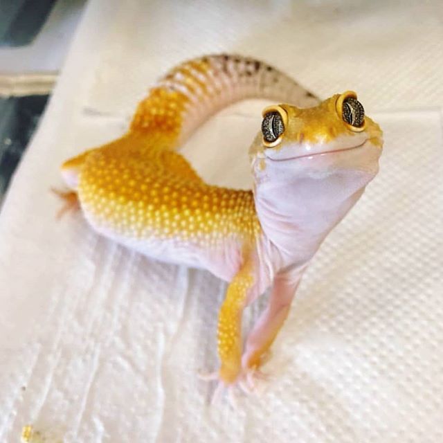 a yellow and white gecko sitting on top of a bed