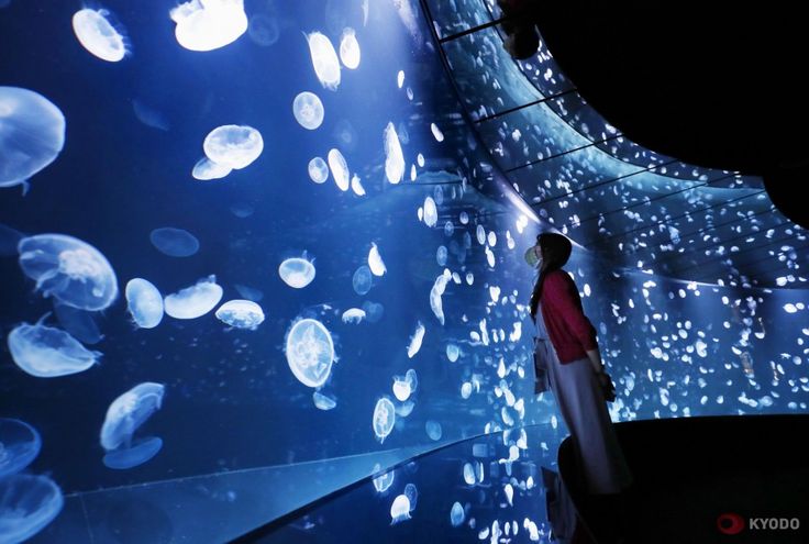 a person standing in front of a wall with jellyfish on it's walls