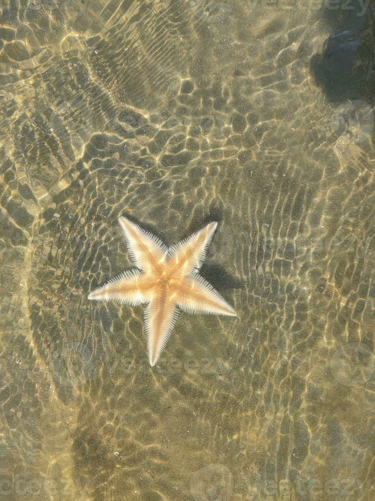 a starfish in shallow water on the beach