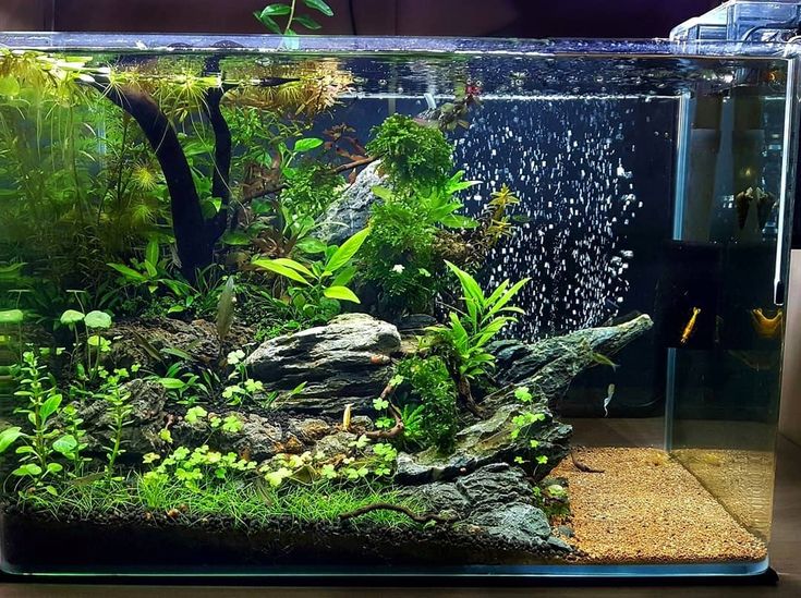 an aquarium filled with plants and rocks