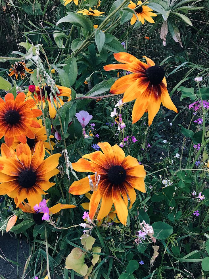 some yellow and purple flowers are in the grass