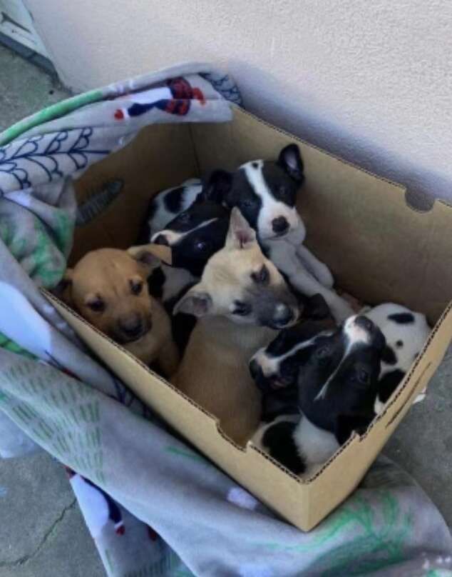 four puppies in a cardboard box on the ground