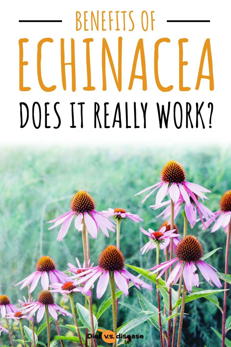 purple flowers with the words benefits of echinacea does it really work?