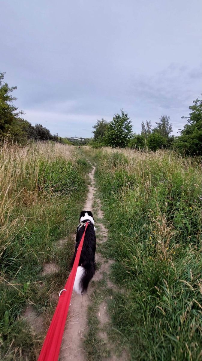 a black and white dog walking down a dirt road with a red leash on it's side