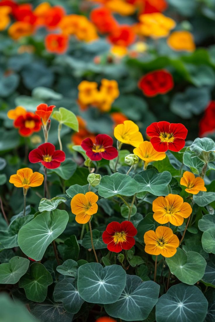 many different colored flowers growing in the ground next to each other on green leaves and stems