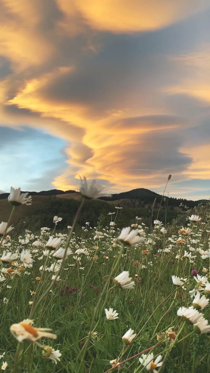 a field full of white flowers under a colorful sky with clouds in the back ground