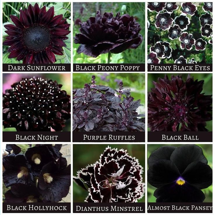 different types of flowers that are black in color