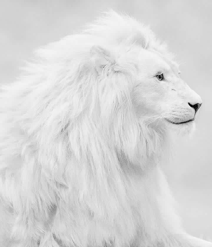 a white lion standing in the middle of a field with its head turned to the side