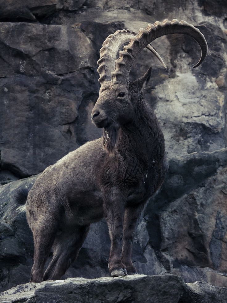 a ram standing on top of a rock covered hillside next to a cliff face with large curled horns