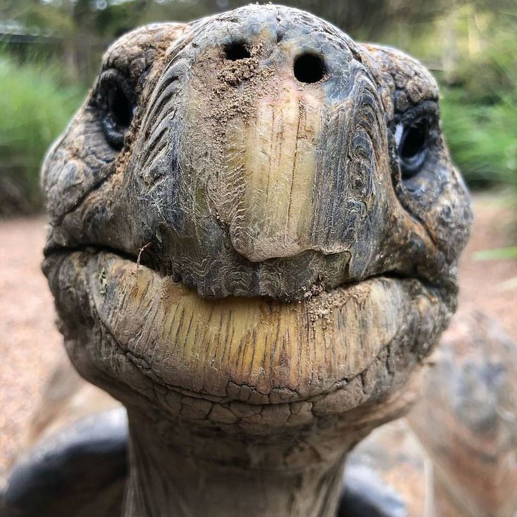 an up close shot of a tortoise's face with its mouth open