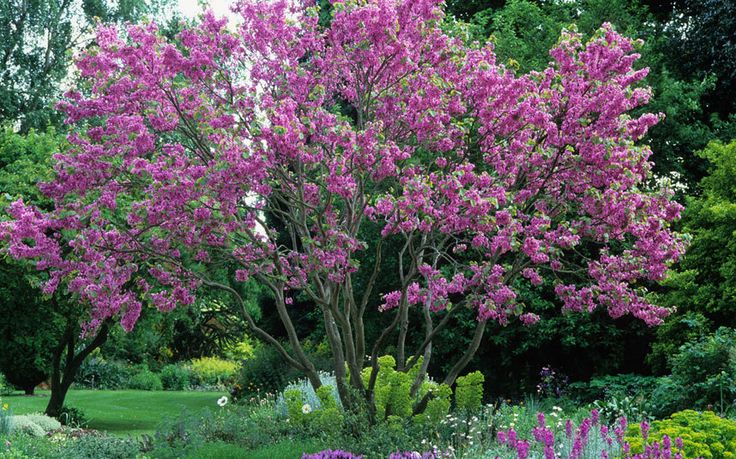 purple flowering tree in the middle of a garden