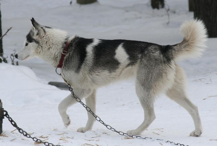 a husky dog walking in the snow with a chain around its neck and leash on it's side