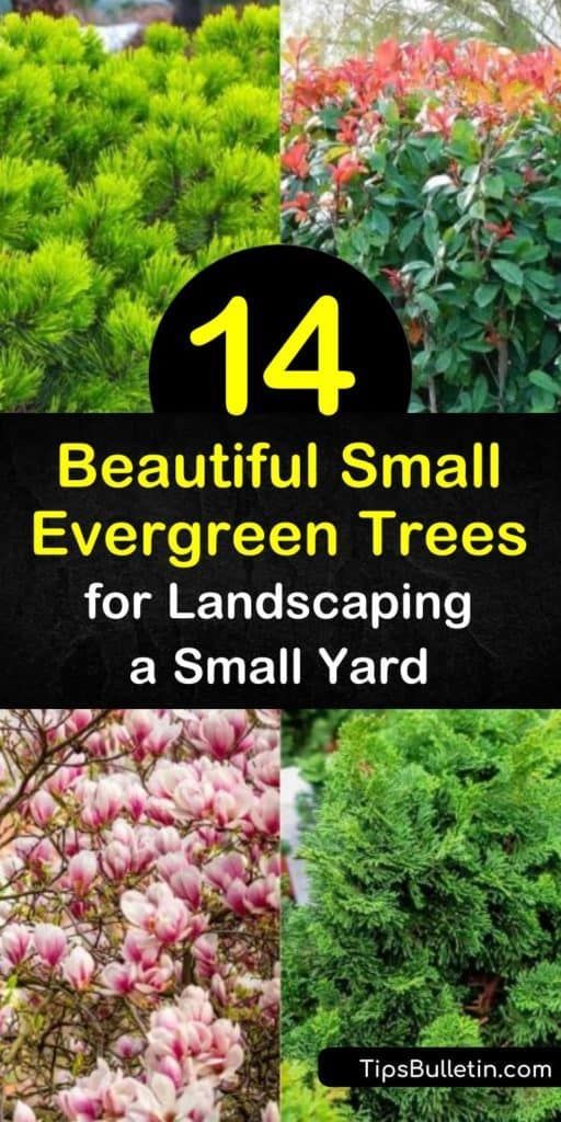 Discover how to landscape your small yard with a low growing conifer or evergreen tree. Plant picea glauca, arborvitae thuja, juniperus, and other small evergreens to fill your space with blue-green foliage all year round. #smallevergreentrees #dwarfevergreentrees #evergreensforsmallyards Small Evergreens, Ornamental Evergreen Trees, Evergreen Trees Landscaping, Evergreen Landscape Front Yard, Garden Design Front Yard, Landscaping Front Porch, Bushes In Front Of House, Arborvitae Landscaping, Trees For Landscaping