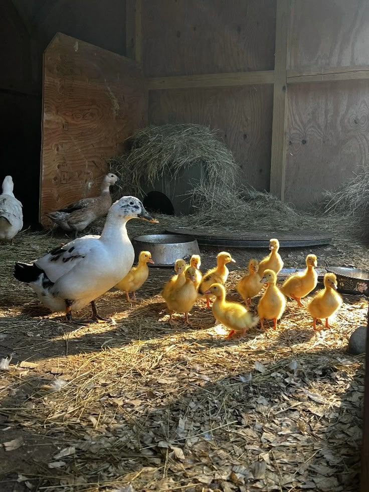 several ducks are walking around in the hay