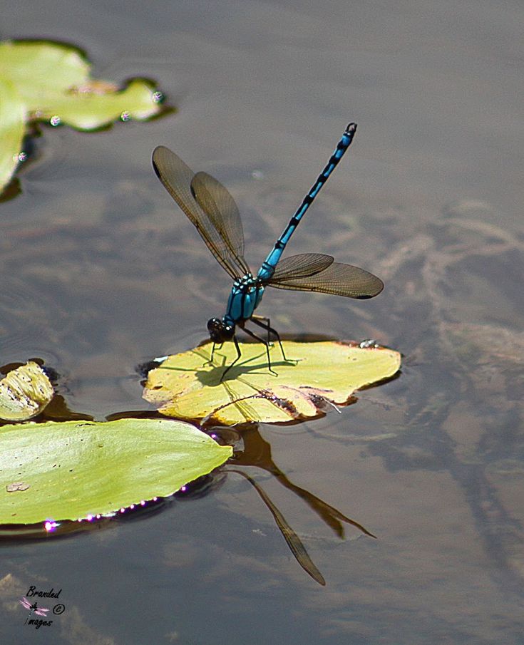 a blue dragonfly sitting on top of a lily pad in the middle of water